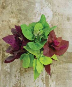 Global Greens Image